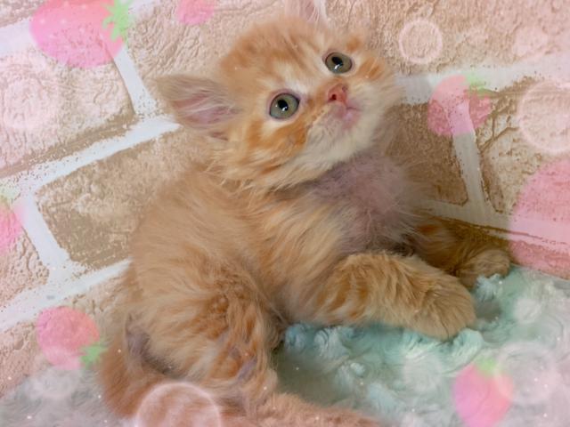 マンチカン中足、中短毛