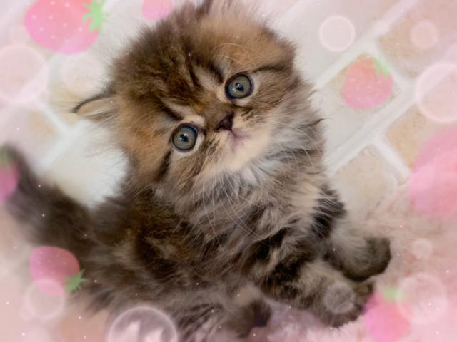 エキゾチックロングヘアー