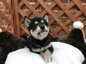 柴犬