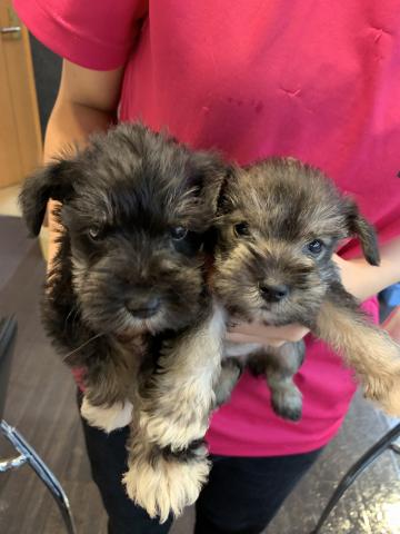 ミニチュアシュナウザー