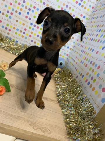 ミニチュアピンシャー