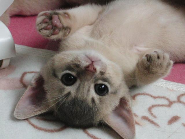 CFA APPROVEED CATTERY RED LOVINSON 外谷明美