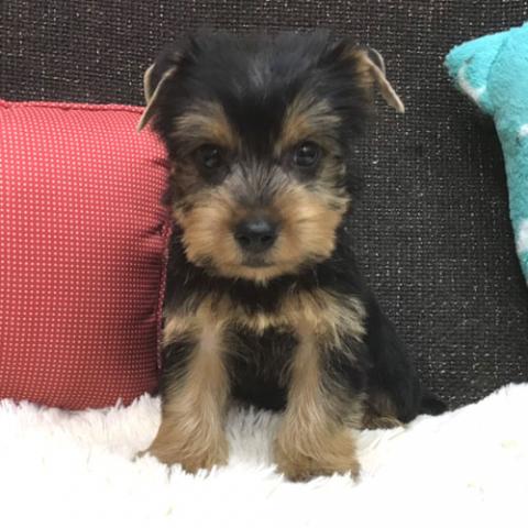 ヨークシャーテリア