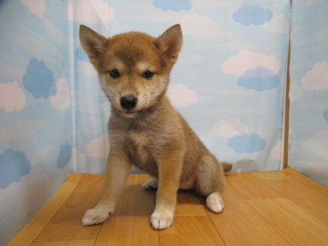 柴犬