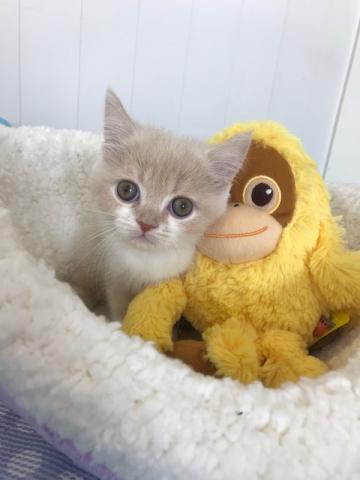 エキゾチックショートヘアー