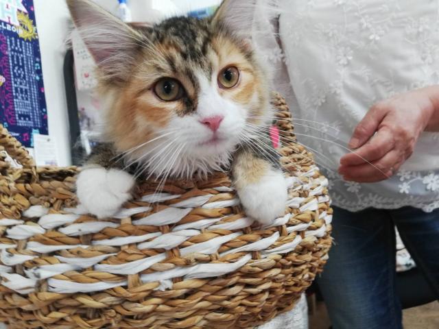 ノルウェージャンフォレストキャット