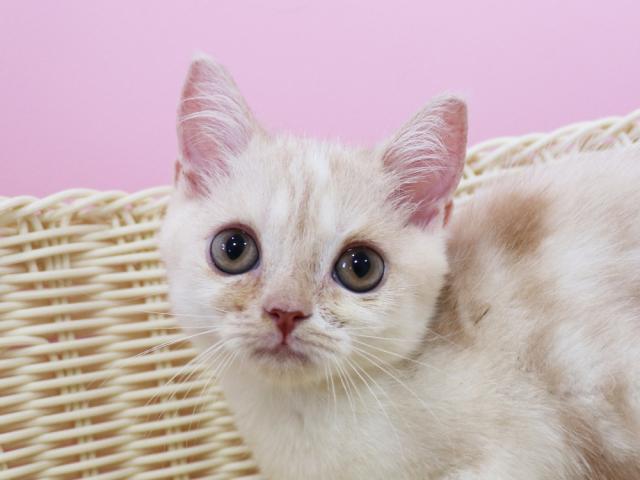 スコティッシュフォールド