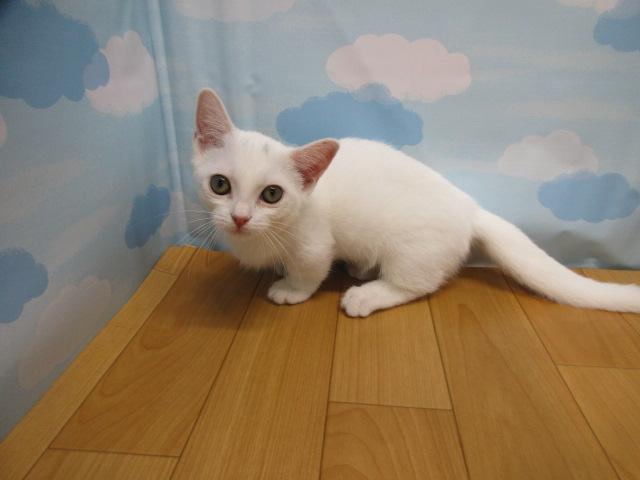 マンチカン