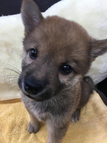 柴犬