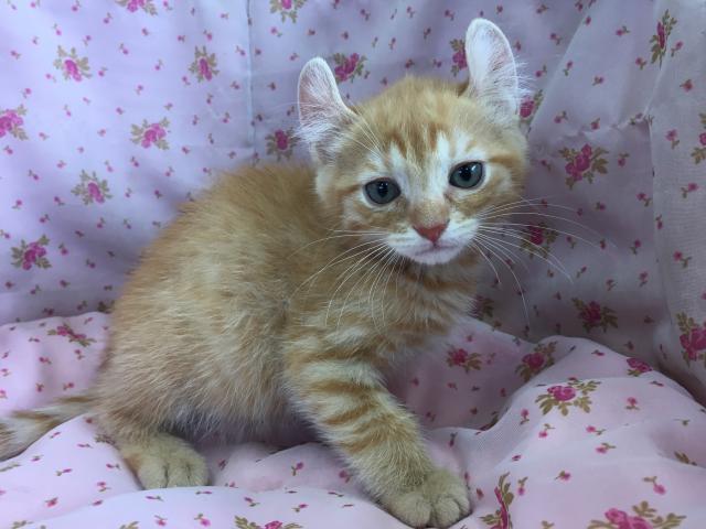 アメリカンカール