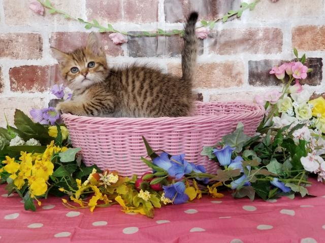ベンガル