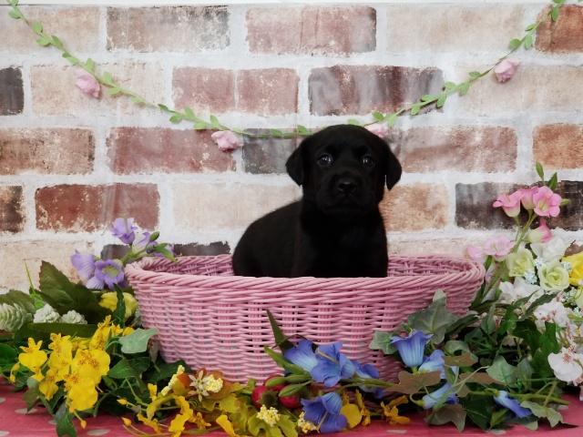 ラブラドールレトリーバー