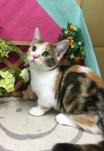 マンチカン