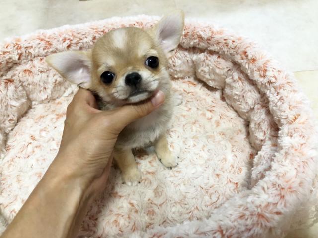 チワワ(スムースコート)