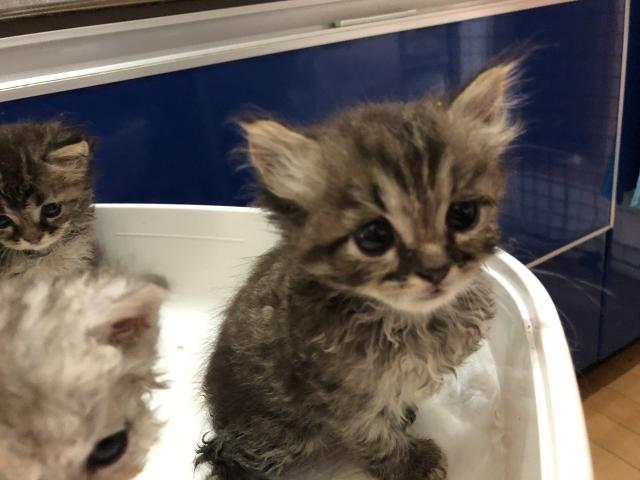 セルカークレックス