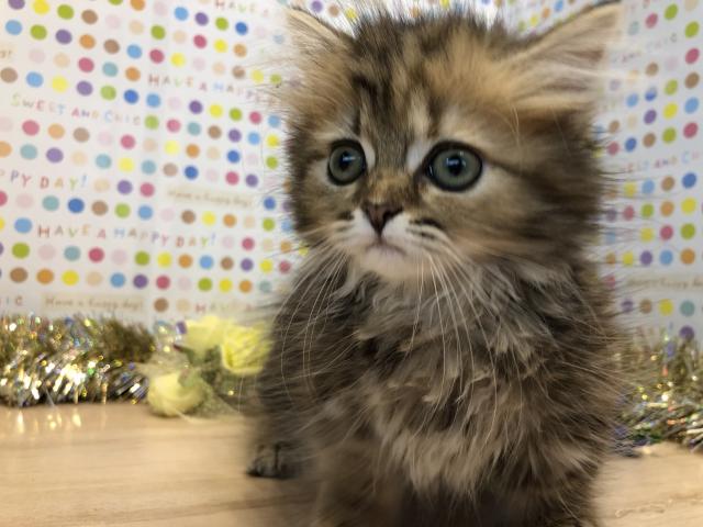 ミヌエット（旧ナポレオン）