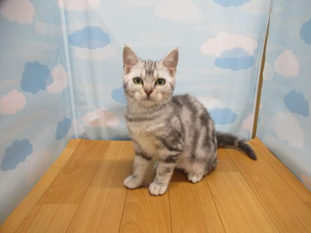 アメリカンショートヘアー