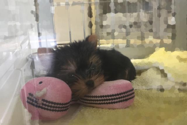 ヨークシャーテリア