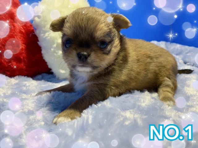 チワワ（ロングコート）最大1万円off