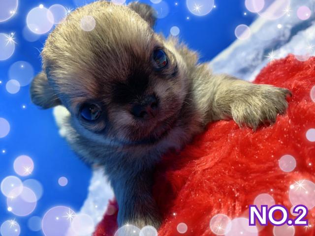 チワワ（ロングコート）最大1万円off