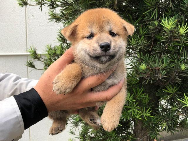 柴犬