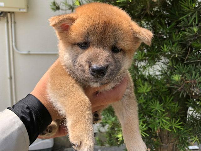 柴犬