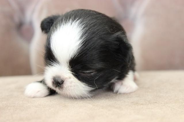 チワワ(ロングコート)