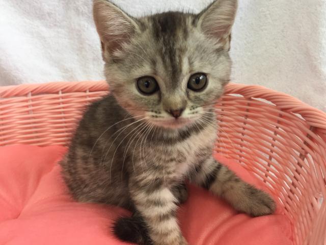 ミヌエット（旧ナポレオン）