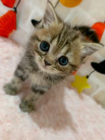 ミヌエット（旧ナポレオン）足長