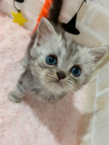 ミヌエット(旧ナポレオン)足長