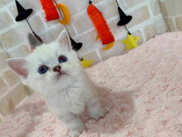 ミヌエット（旧ナポレオン）短足