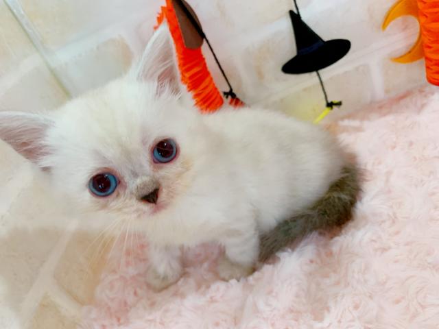 ミヌエット（旧ナポレオン）足長