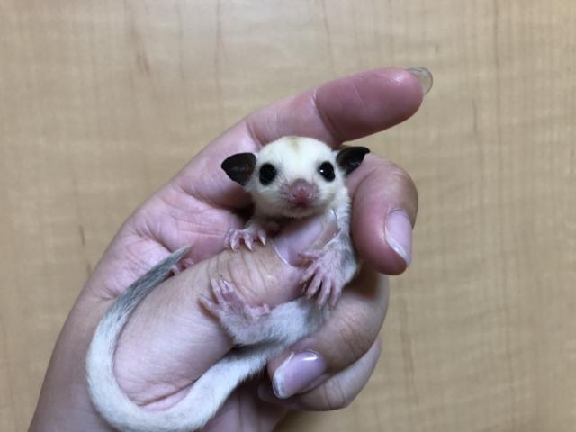 フクロモモンガ