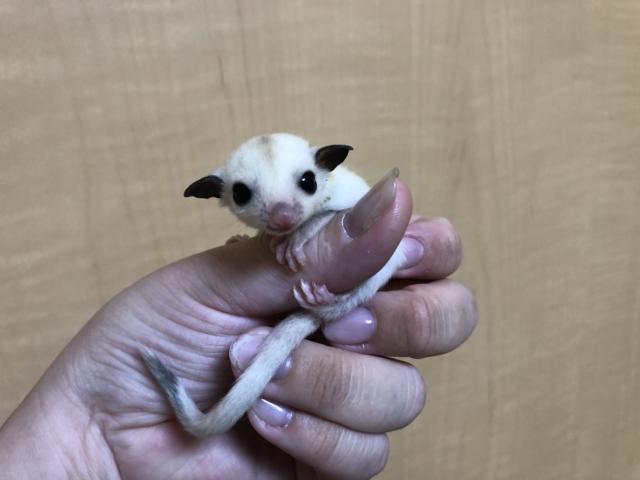 フクロモモンガ プラチナ