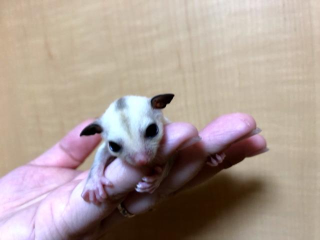 フクロモモンガ プラチナ