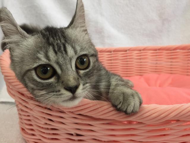 アメリカンカール