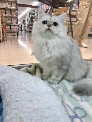 ペルシャ・ヒマラヤン