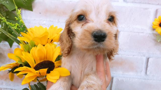 イングリッシュコッカースパニエル