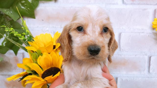 イングリッシュコッカースパニエル