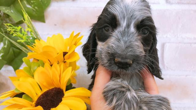 イングリッシュコッカースパニエル