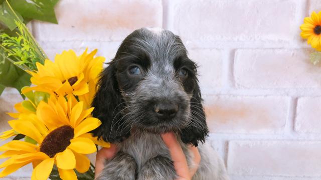 イングリッシュコッカースパニエル