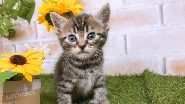 スコティッシュフォールド