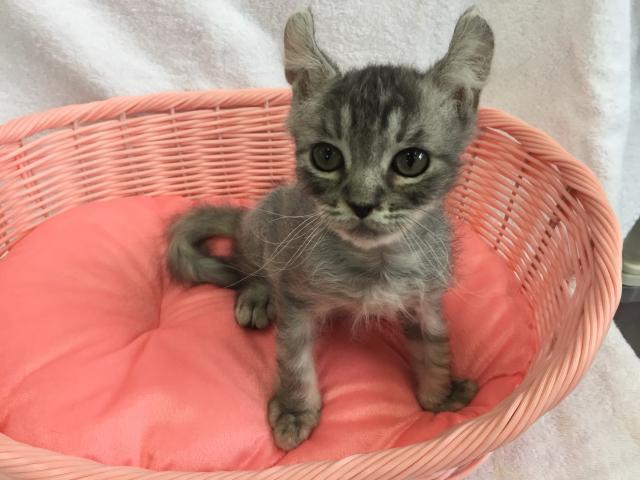 アメリカンカール