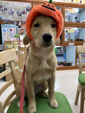 ゴールデンレトリーバー