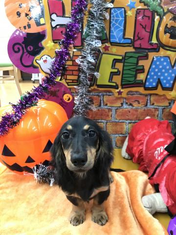 ミニチュアダックスフンド