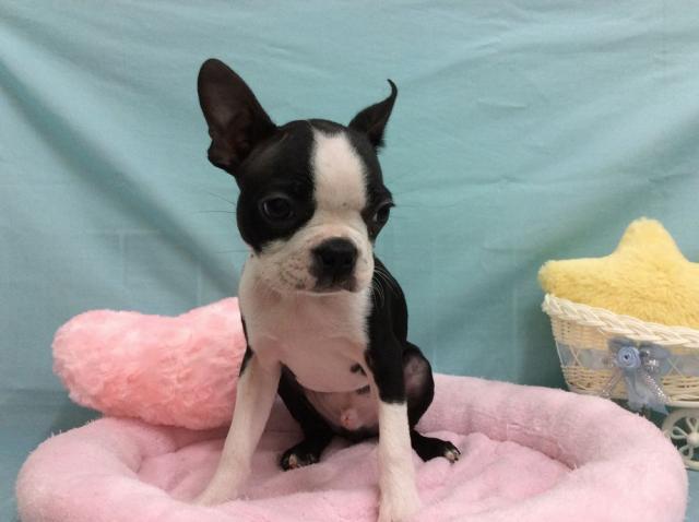 ボストンテリア