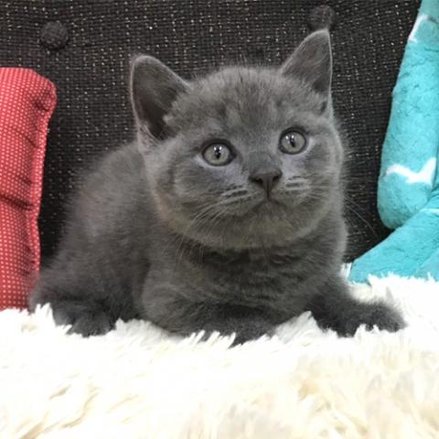 ブリティッシュショートヘア