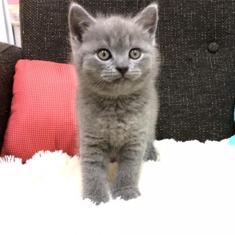 ブリティッシュショートヘア