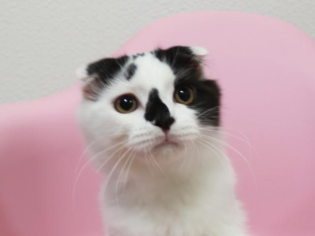 スコティッシュフォールド