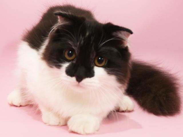 スコティッシュフォールド